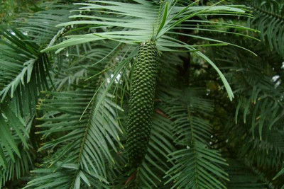 wollemia_boga_berlin_20110123_3.jpg