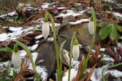 galanthus_berlin_20110122.jpg