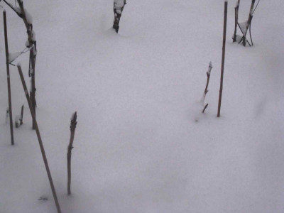 12_Da_drunter_sind_Schneeglockchen_IMG_8076.JPG