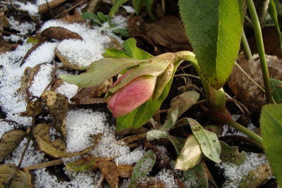 helli_20110122_zg.jpg