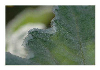 Salvia_argentea_23-04-05.jpg