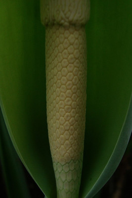 detail_boga_berlin_cf.jpg