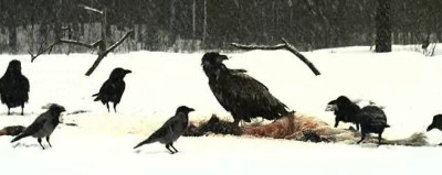 webadler1.JPG