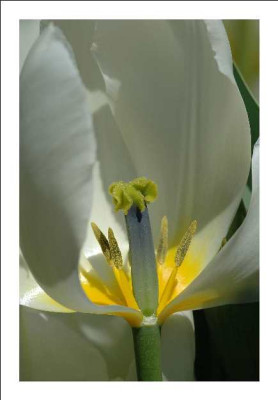 Tulipa_Purissima_-The_White_Emperor_23-04-05.jpg