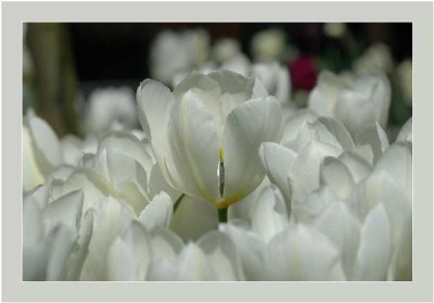 Tulipa_Purissima_-The_White_Emperor_-En_Masse_23-04-05.jpg