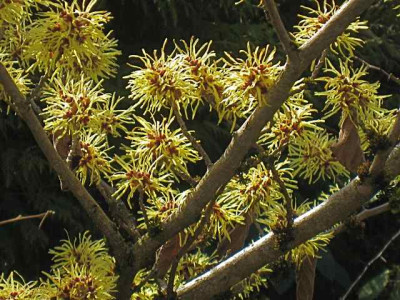 Hamamelis_Primavera._IMG_1747.JPG