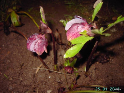 PICT5430.JPG