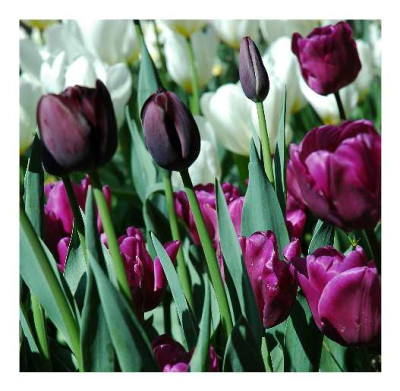 Tulipa_White-Pink-Mauve_Purissima_Recreado_Negrita_Queen_of_the_Night_23-04-05.jpg