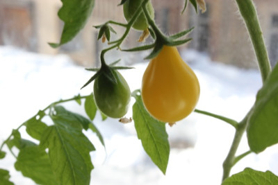 yellow.JPG