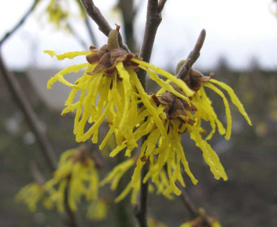 Hamamelis_Arnold_Promise_2_800x600.jpg