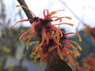 Hamamelis_Jelena_800x600.jpg