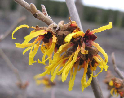 Hamamelis_Orange_Beauty_800x600.jpg