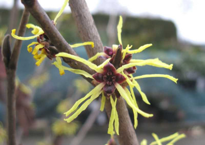 Hamamelis_Primavera_800x600.jpg