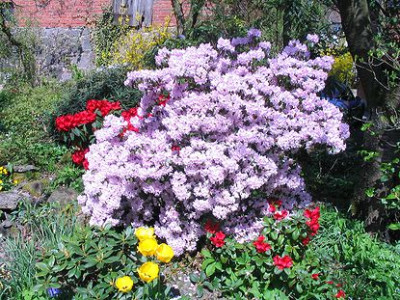 Rhododendron_rubiginosum_3.jpg