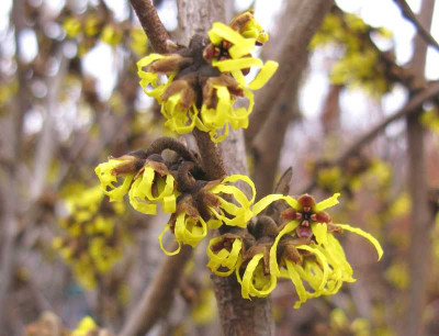 Hamamelis_Westerstede_800x600.jpg