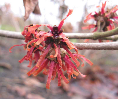 Hamamelis_Diane_800x600.jpg