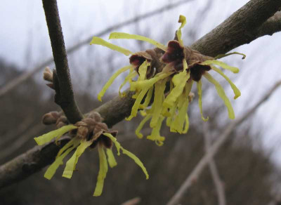 Hamamelis_Pallida_800x600.jpg