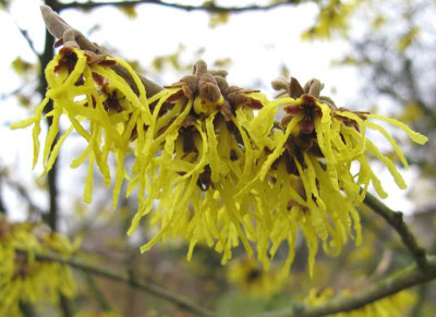 Hamamelis_Barmstedt_Gold_2800x600.jpg