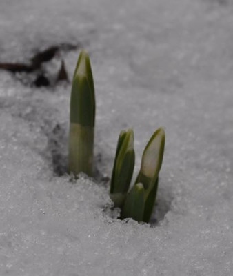 Galanthus_nivalis_0011__0037.jpg