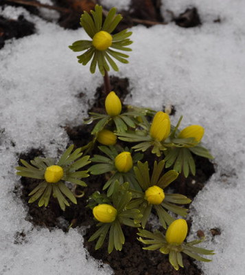 Winterlinge_0011__0038.jpg