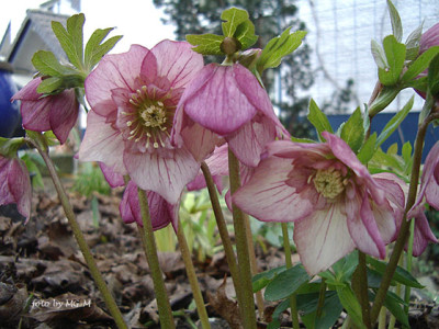 HelleAnemIMGP8936.jpg