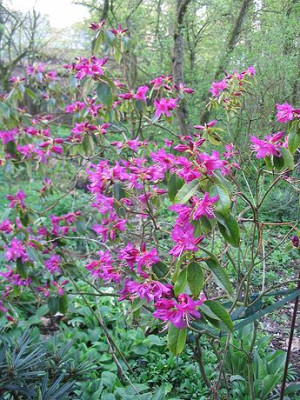 Rhododendron_concinnum_var._pseudoyanthinum.jpg