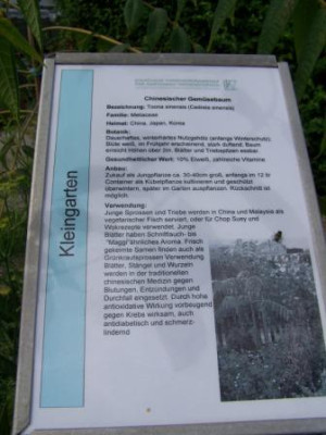 Gemusebaum2.JPG