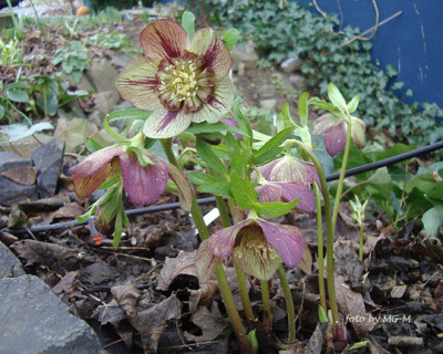 HelleGrAnemIMGP8922.jpg