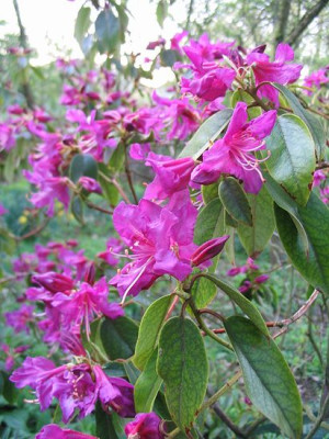 Rhododendron_concinnum_var.__pseudoyanthinum_2.jpg