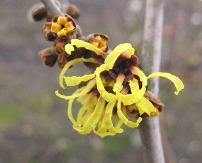 Hamamelis_Primavera_2_800x600.jpg