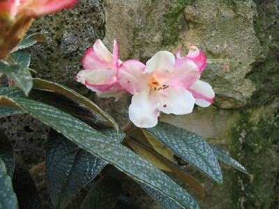 Rhododendron_edgeworthii_Hortu.jpg