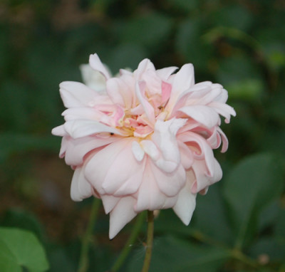 Perle_dOr_0011__74715.jpg