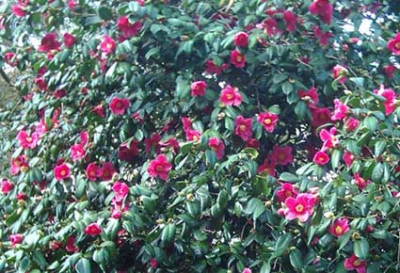 Camellia3.jpg