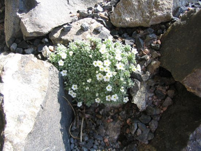 Androsace_vandellii.jpg