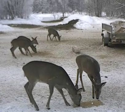 rehe.JPG