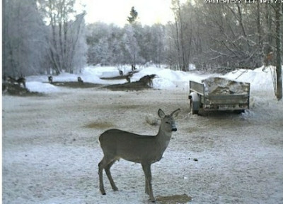 9_Rehe.jpg