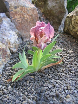 Iris_melitta_knorbsii.jpg