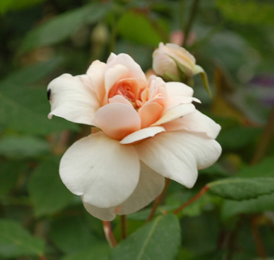 Perle_dOr__48373_0009_.jpg
