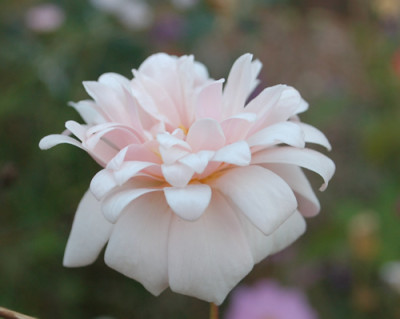 Perle_dOr_0009__58770.jpg