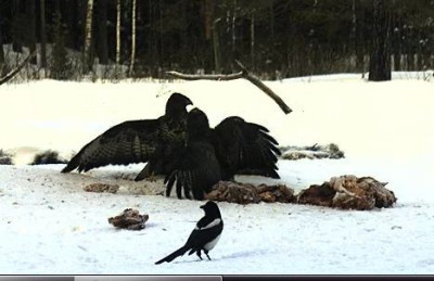 adler.JPG
