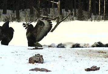 adler_2.JPG