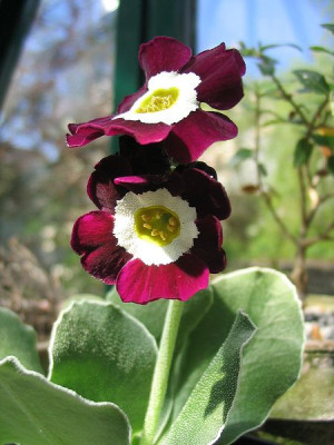 Auricula_Martin_Luther_King.jpg