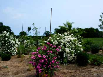 Multifloras_III_Kopie.jpg