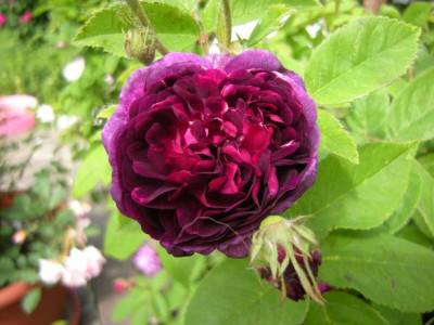 DSCN6005Ombree_Parfaite_-_Kopie.JPG