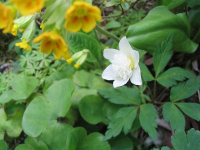 Anemone_unerwartet.jpg
