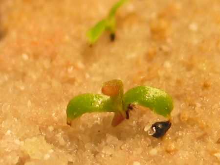 Dionaea-samling-axel.jpg