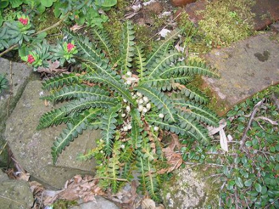 Ceterach_officinarum_Hortu.jpg