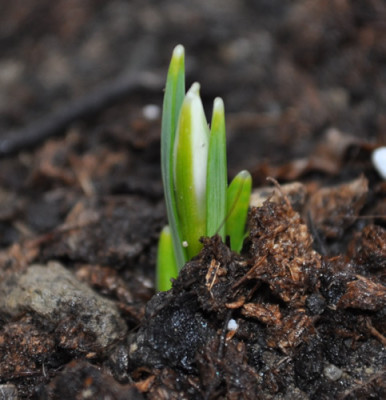 Galanthus_nivalis_sandersii_0011__0056.jpg