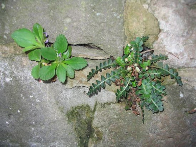 Ceterach_officinarum_Hortu_2.jpg