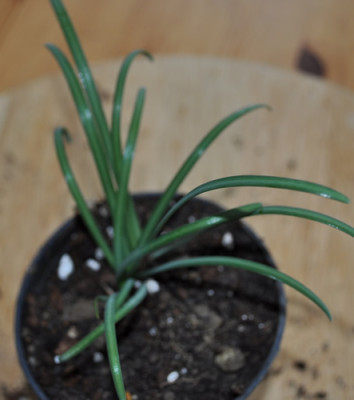 Galanthus_reginae-olgae_0011__0077.jpg